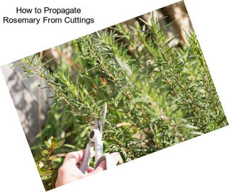 How to Propagate Rosemary From Cuttings