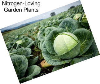 Nitrogen-Loving Garden Plants