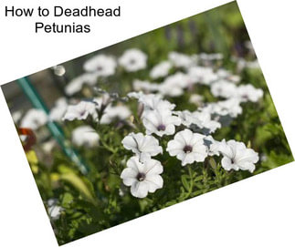 How to Deadhead Petunias