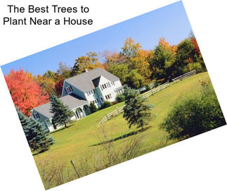 The Best Trees to Plant Near a House