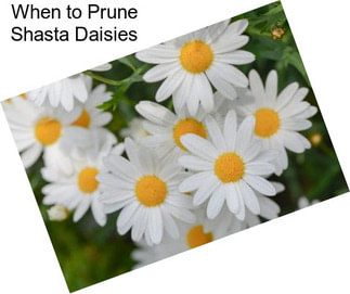 When to Prune Shasta Daisies