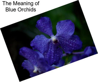 The Meaning of Blue Orchids