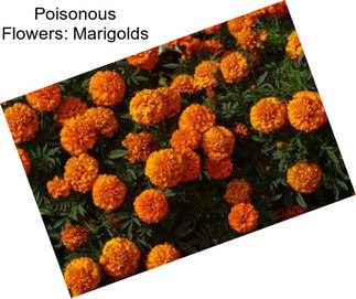 Poisonous Flowers: Marigolds