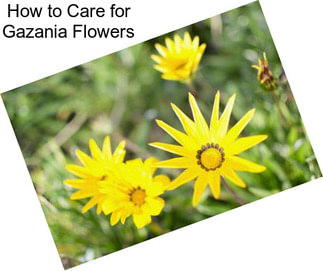 How to Care for Gazania Flowers