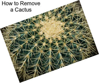 How to Remove a Cactus