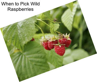 When to Pick Wild Raspberries