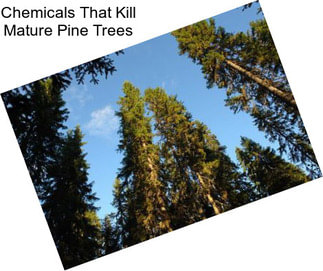 Chemicals That Kill Mature Pine Trees