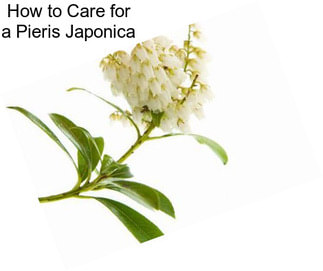 How to Care for a Pieris Japonica