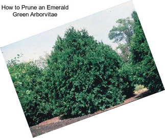 How to Prune an Emerald Green Arborvitae