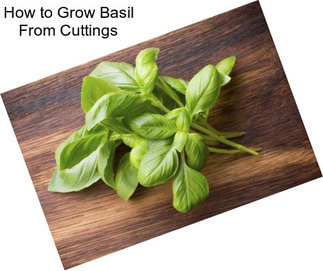 How to Grow Basil From Cuttings