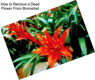 How to Remove a Dead Flower From Bromeliad