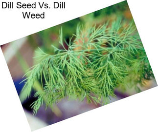 Dill Seed Vs. Dill Weed