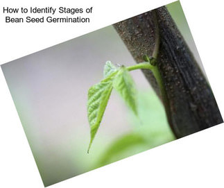 How to Identify Stages of Bean Seed Germination