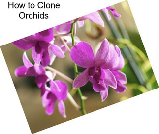 How to Clone Orchids