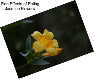 Side Effects of Eating Jasmine Flowers