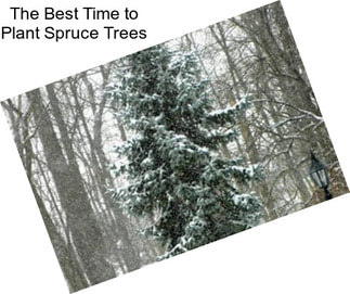 The Best Time to Plant Spruce Trees