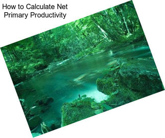 How to Calculate Net Primary Productivity