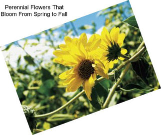 Perennial Flowers That Bloom From Spring to Fall
