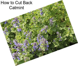 How to Cut Back Catmint