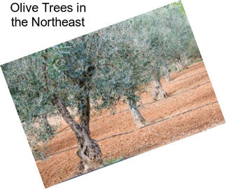 Olive Trees in the Northeast