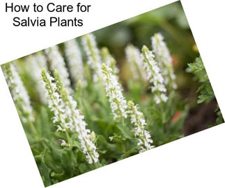 How to Care for Salvia Plants