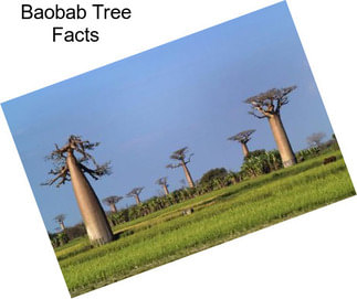 Baobab Tree Facts