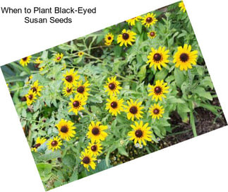When to Plant Black-Eyed Susan Seeds