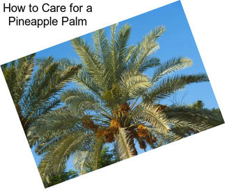 How to Care for a Pineapple Palm