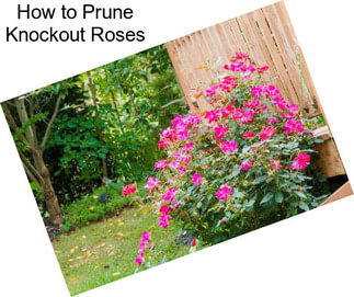 How to Prune Knockout Roses