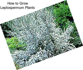 How to Grow Leptospermum Plants