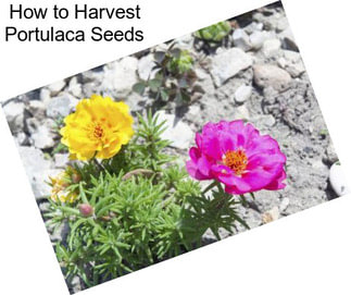 How to Harvest Portulaca Seeds