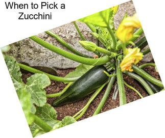 When to Pick a Zucchini