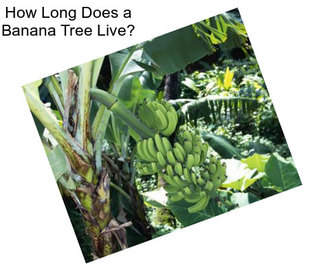 How Long Does a Banana Tree Live?