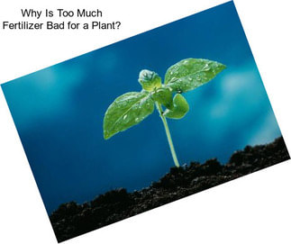 Why Is Too Much Fertilizer Bad for a Plant?