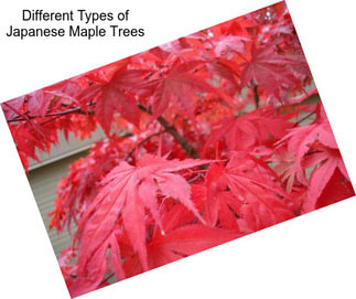 Different Types of Japanese Maple Trees