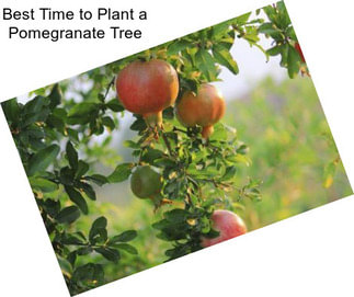 Best Time to Plant a Pomegranate Tree