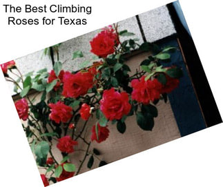 The Best Climbing Roses for Texas