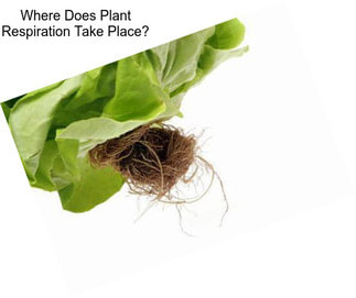 Where Does Plant Respiration Take Place?