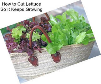 How to Cut Lettuce So It Keeps Growing