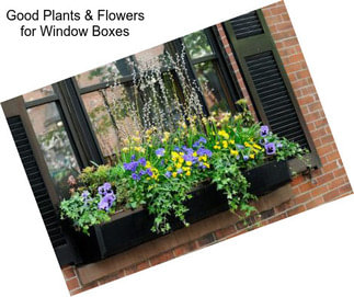 Good Plants & Flowers for Window Boxes