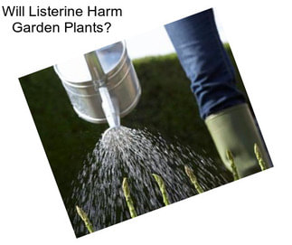 Will Listerine Harm Garden Plants?