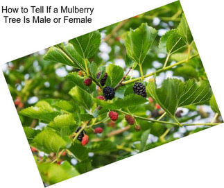 How to Tell If a Mulberry Tree Is Male or Female
