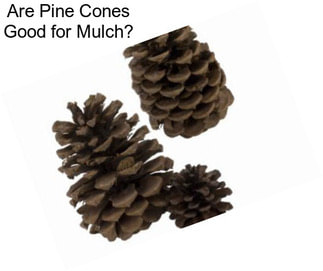 Are Pine Cones Good for Mulch?