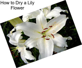 How to Dry a Lily Flower