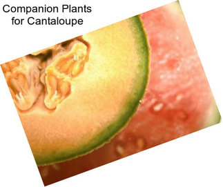 Companion Plants for Cantaloupe