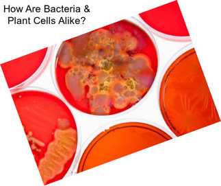 How Are Bacteria & Plant Cells Alike?