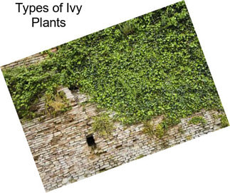 Types of Ivy Plants