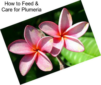 How to Feed & Care for Plumeria