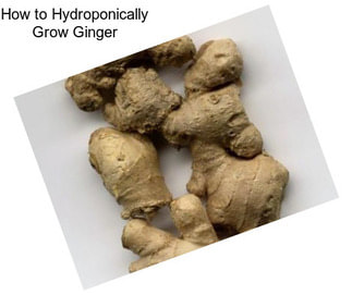 How to Hydroponically Grow Ginger