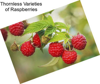 Thornless Varieties of Raspberries